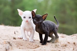 white and black cornish rex kittens on sand beach