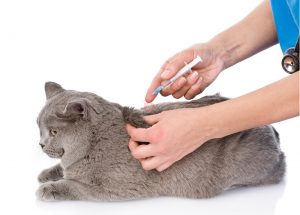 vacunación gatos