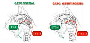 Hipertiroidismo en Gatos