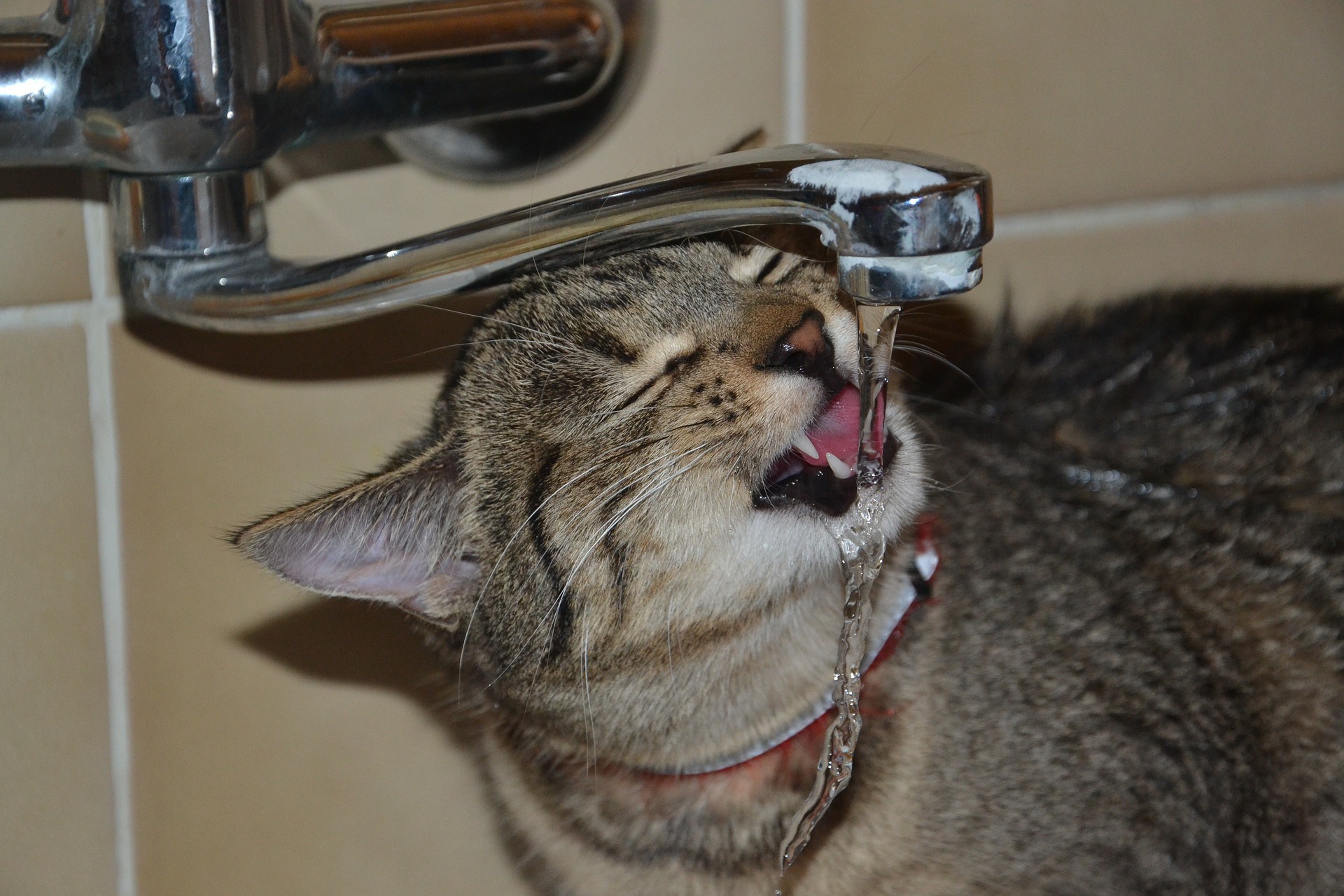 Gato bebiendo agua
