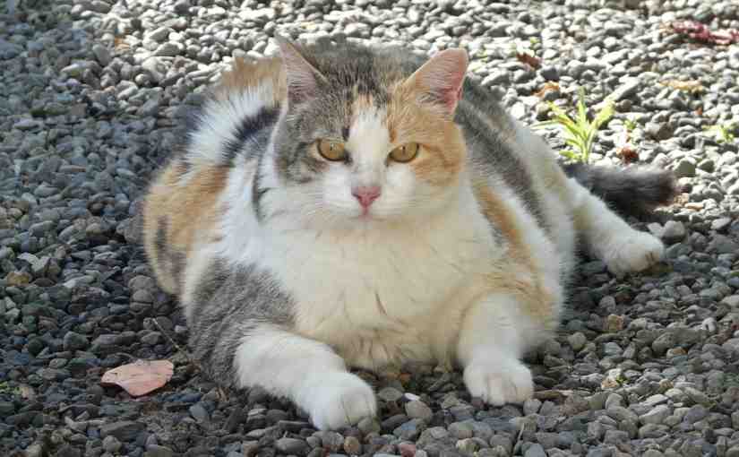 gato gordo