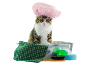 ¿Cómo lavar a los gatos?