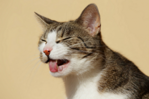 Vómitos en un gato: Causas y solución
